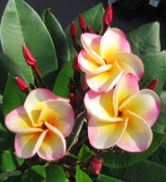 Plumeria an exotic tropical house plant flower from the Far East