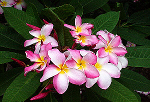 Plumeria an exotic tropical house plant flower from Hawaii