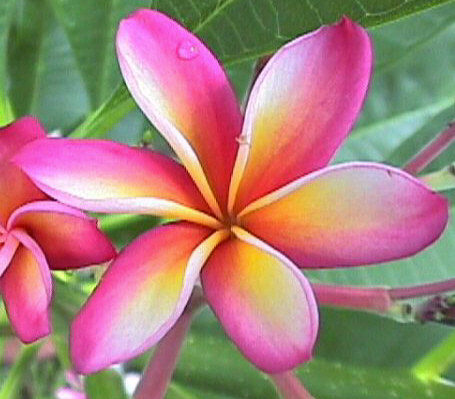 Plumeria an exotic tropical house plant flower from Hawaii - Click To Enlarge