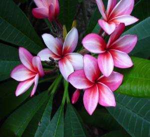 Plumeria, stunning flowers from the tropics which we can help you grow in the UK