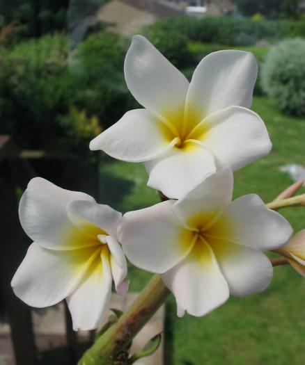 Plumeria an exotic tropical house plant flower from Hawaii - Click To Enlarge