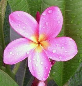 Plumeria an exotic tropical house plant flower from Hawaii