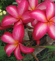 Plumeria an exotic tropical house plant flower from the Far East