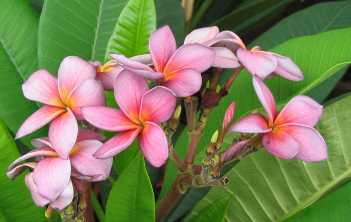 Plumeria an exotic tropical house plant flower from the Far East - Click To Enlarge