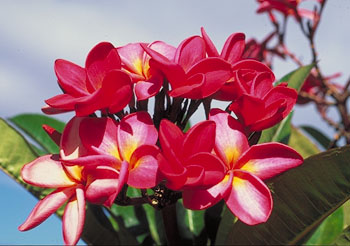 Plumeria an exotic tropical house plant flower from Hawaii
